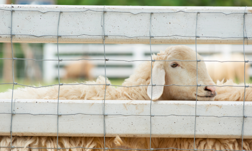 Sheep behind gate